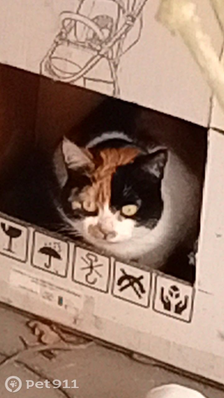 Найдена кошка в Москве — фото объявления