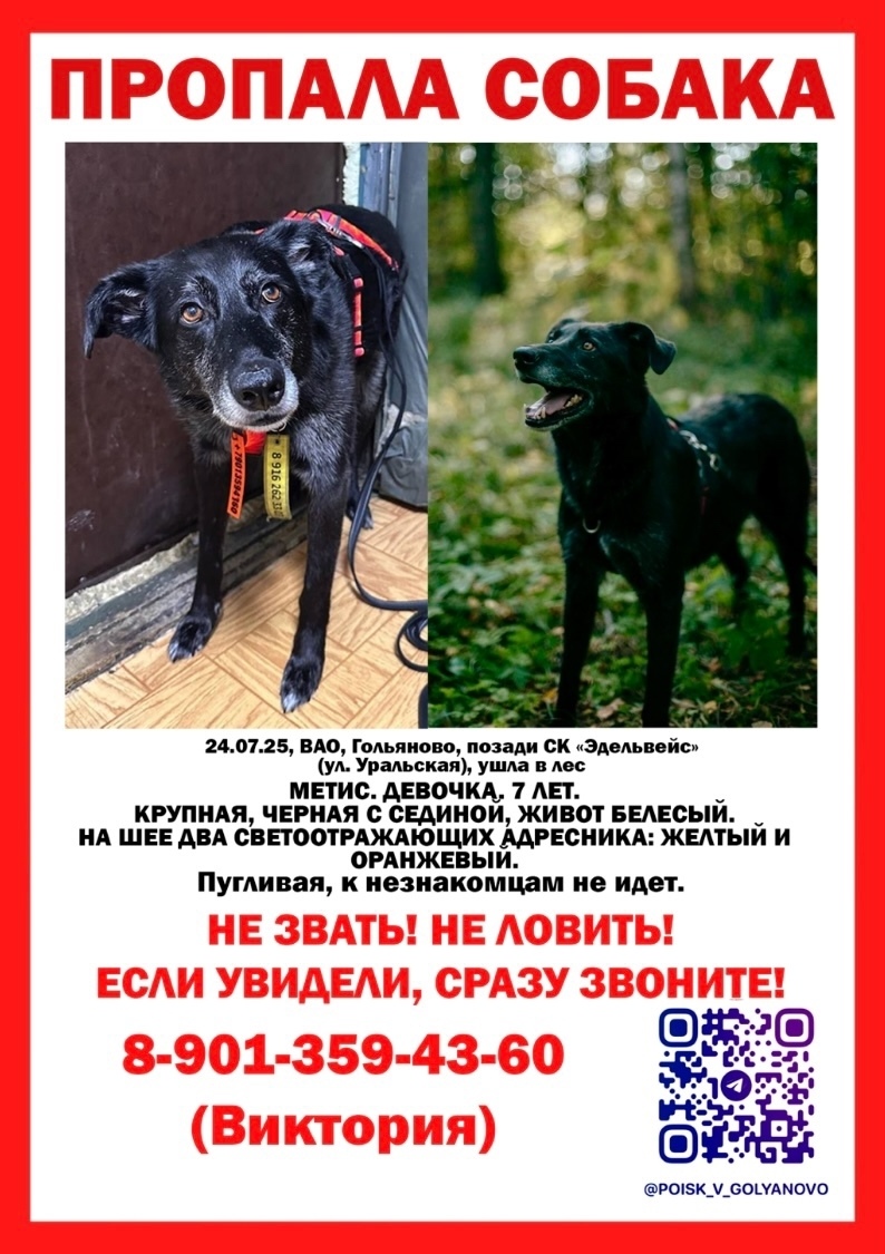Пропала собака в Москве — фото объявления