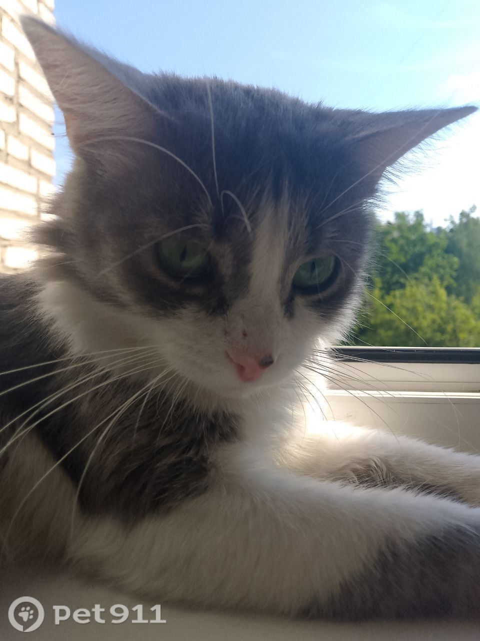 Пропала кошка в Москве — фото объявления