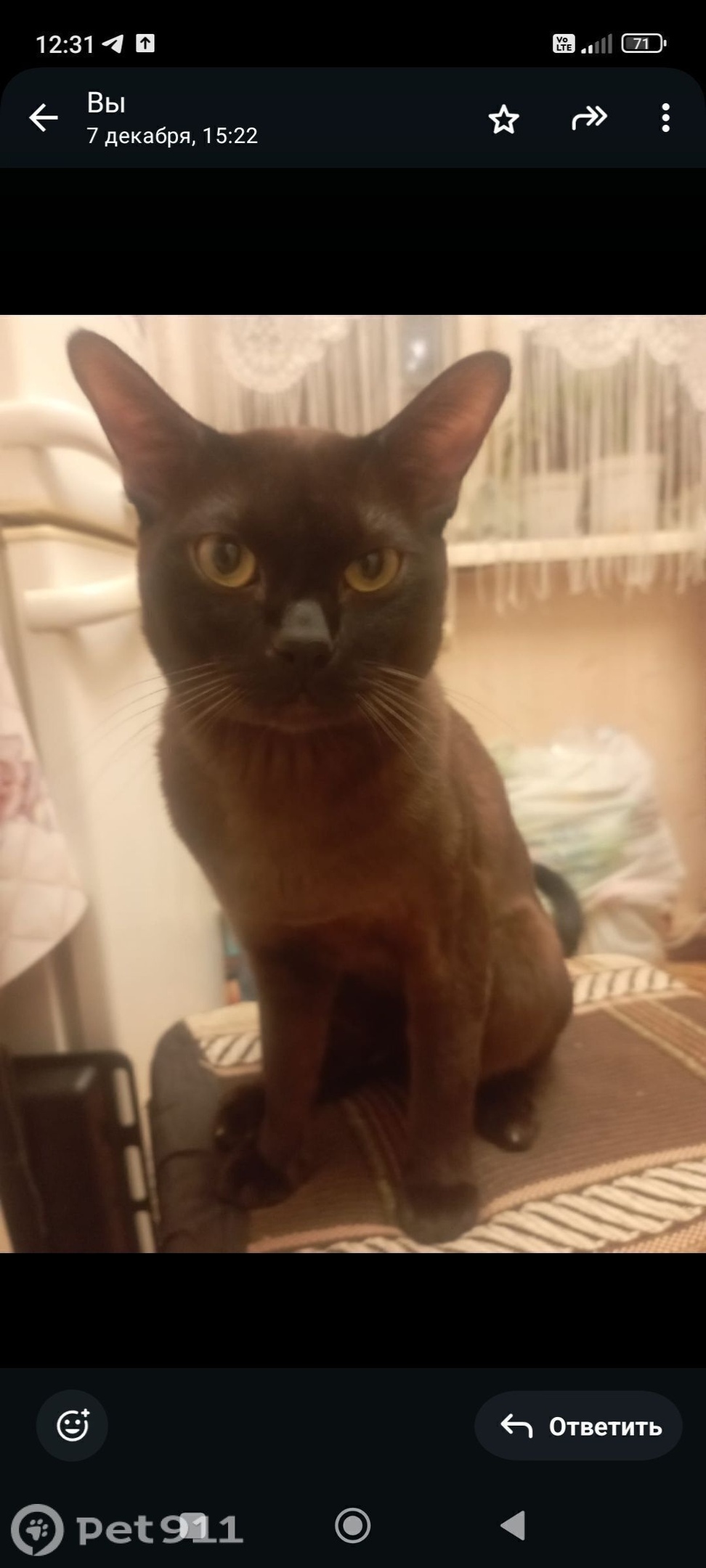 Пропала кошка в Москве — фото объявления