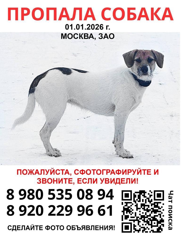 Пропала собака в Москве — фото объявления