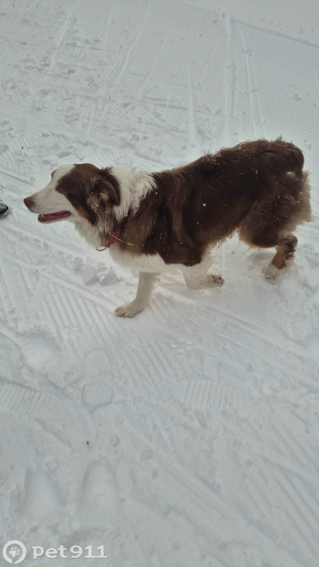 Найдена собака в Москве — фото объявления