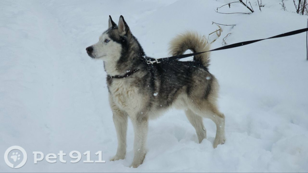 Найдена собака в Москве — фото объявления
