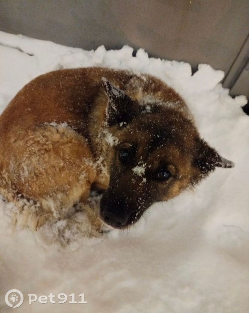 Найдена собака в Москве — фото объявления