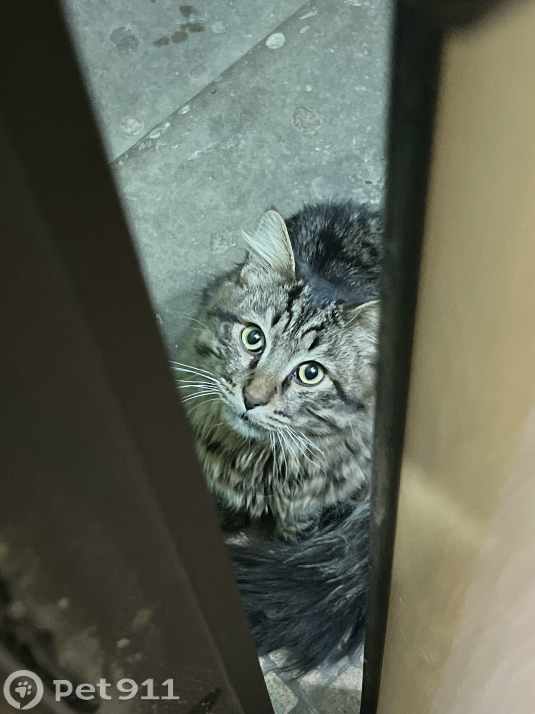 Найдена кошка в Москве — фото объявления