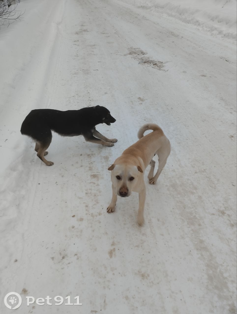 Найдена собака в Москве — фото объявления