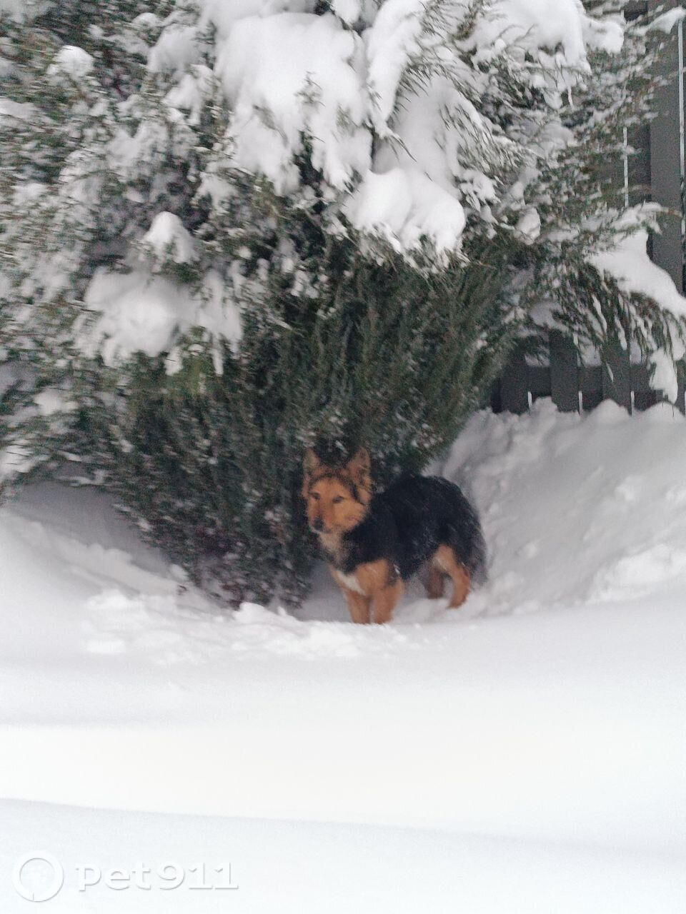 Найдена собака в Москве — фото объявления