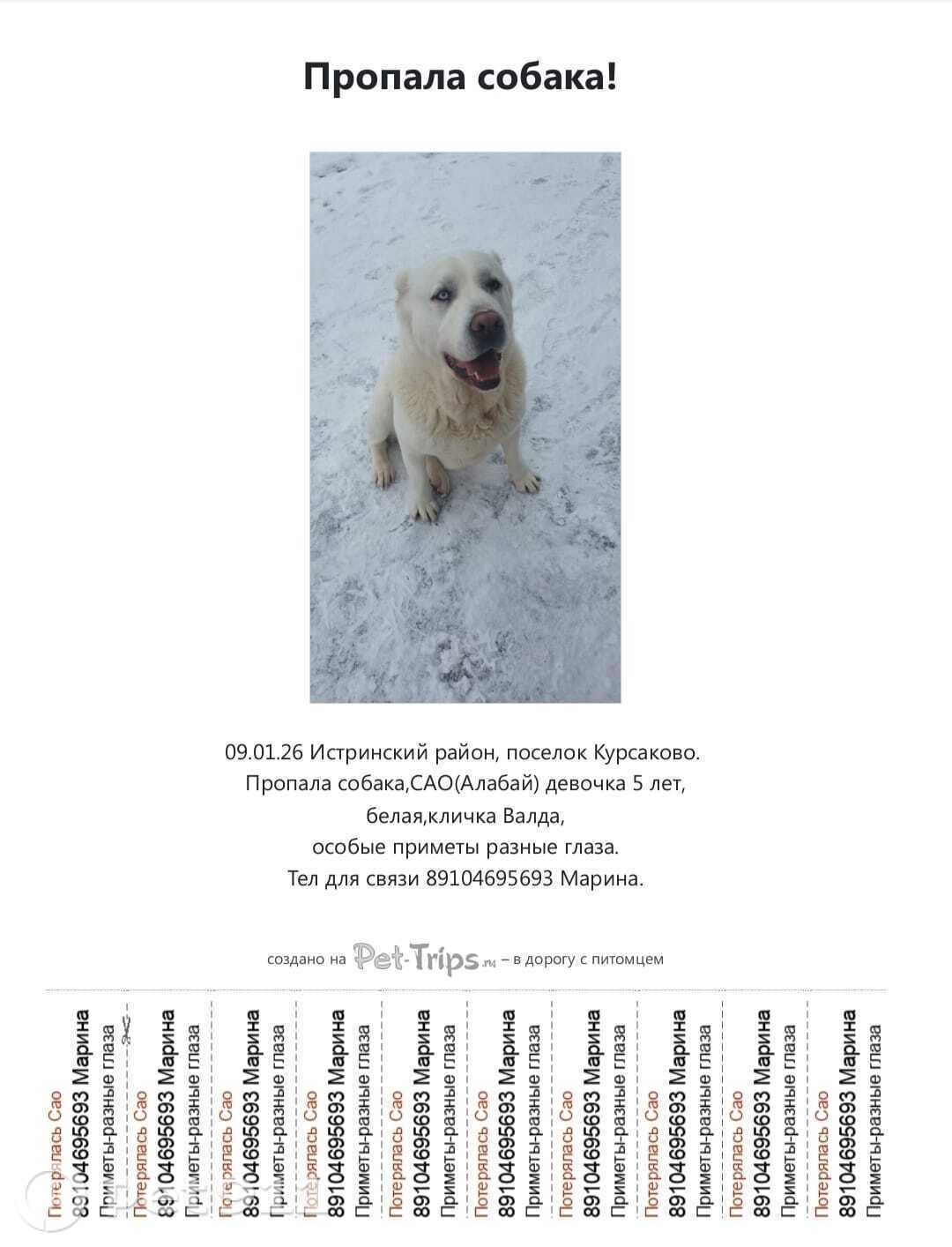Пропала собака в Москве — фото объявления