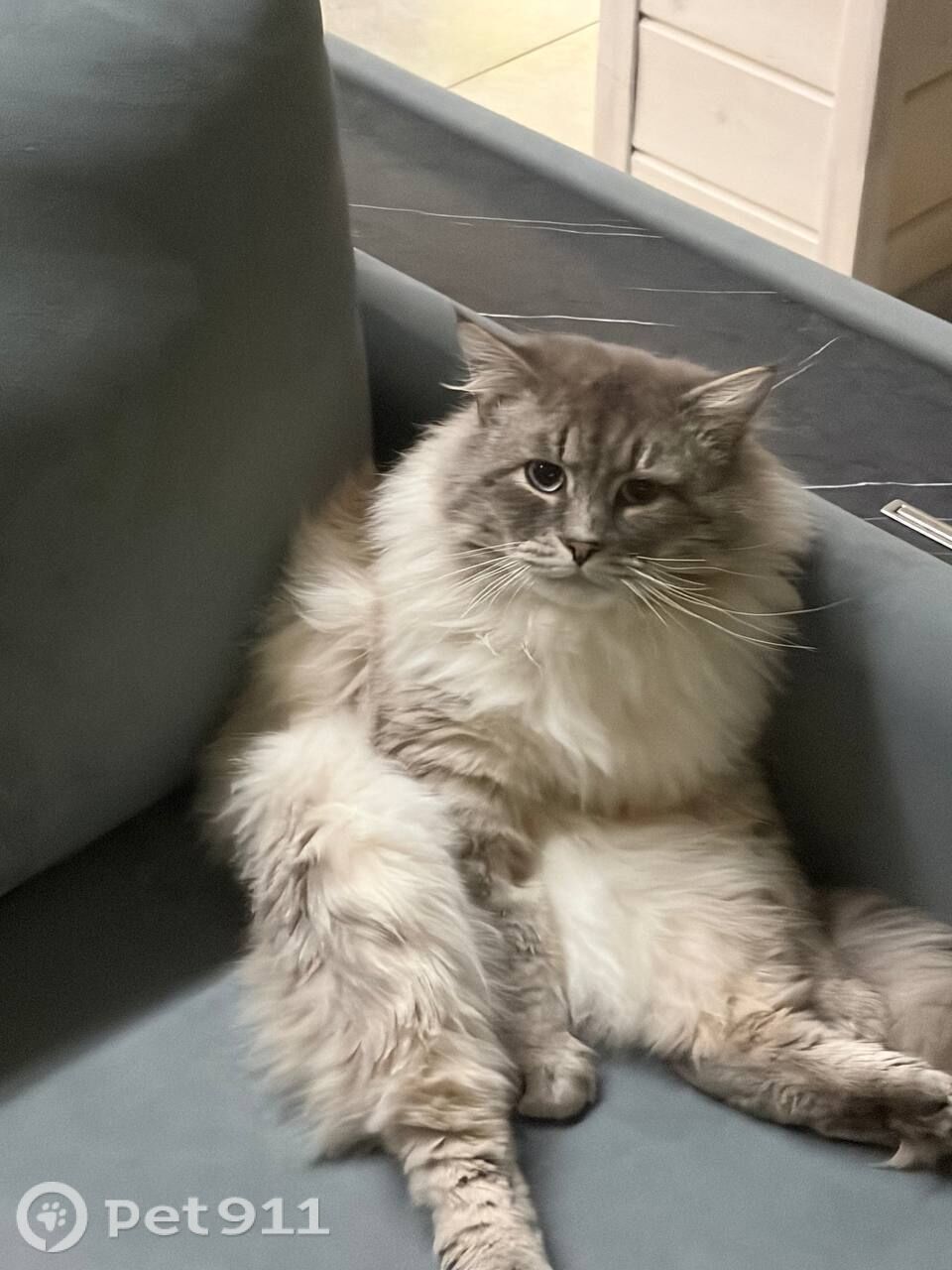 Пропала кошка в Москве — фото объявления