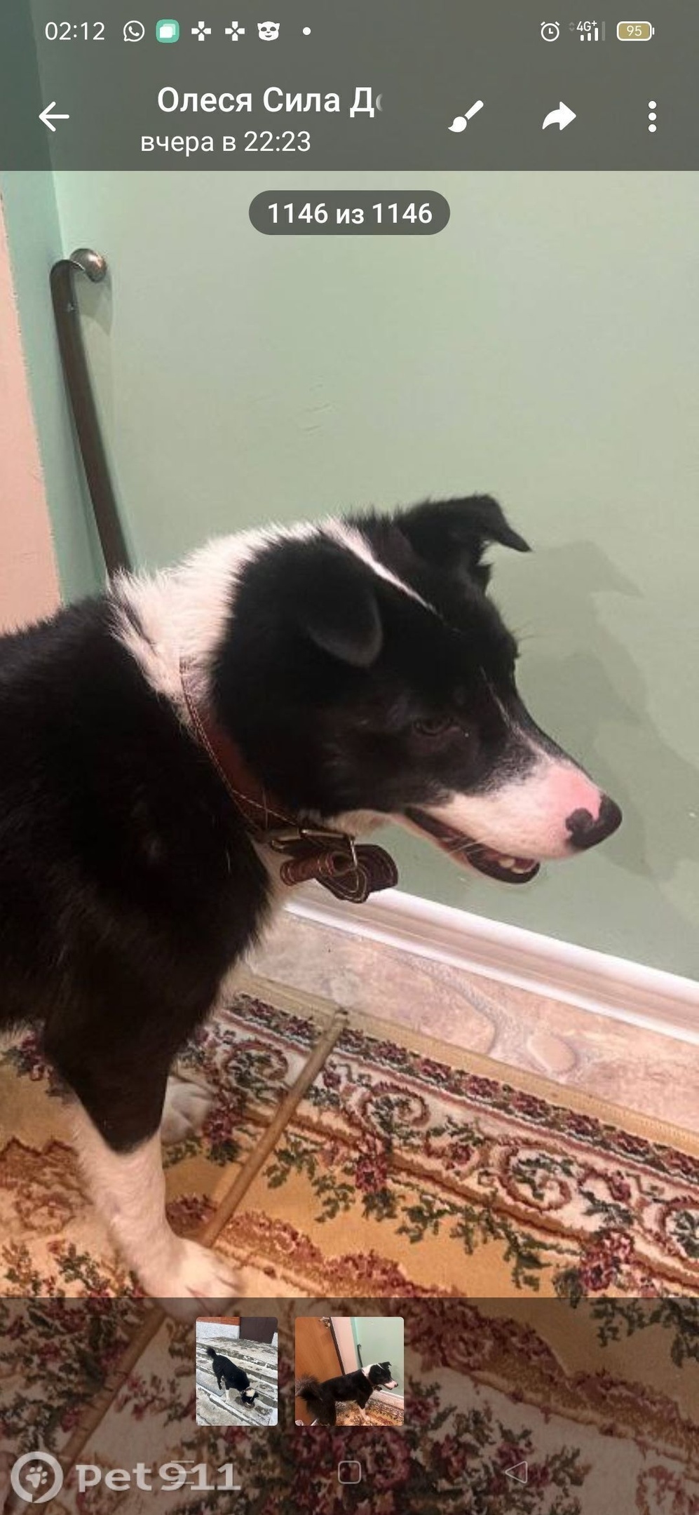 Найдена собака в Москве — фото объявления