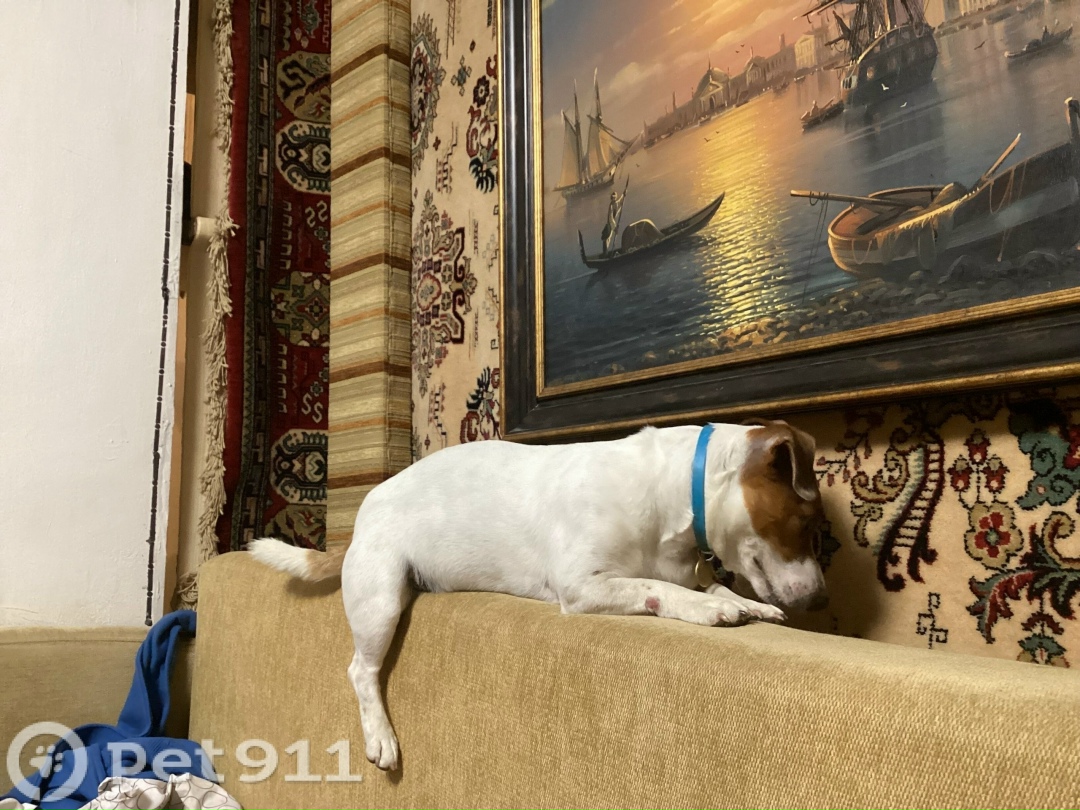 Пропала собака в Москве — фото объявления