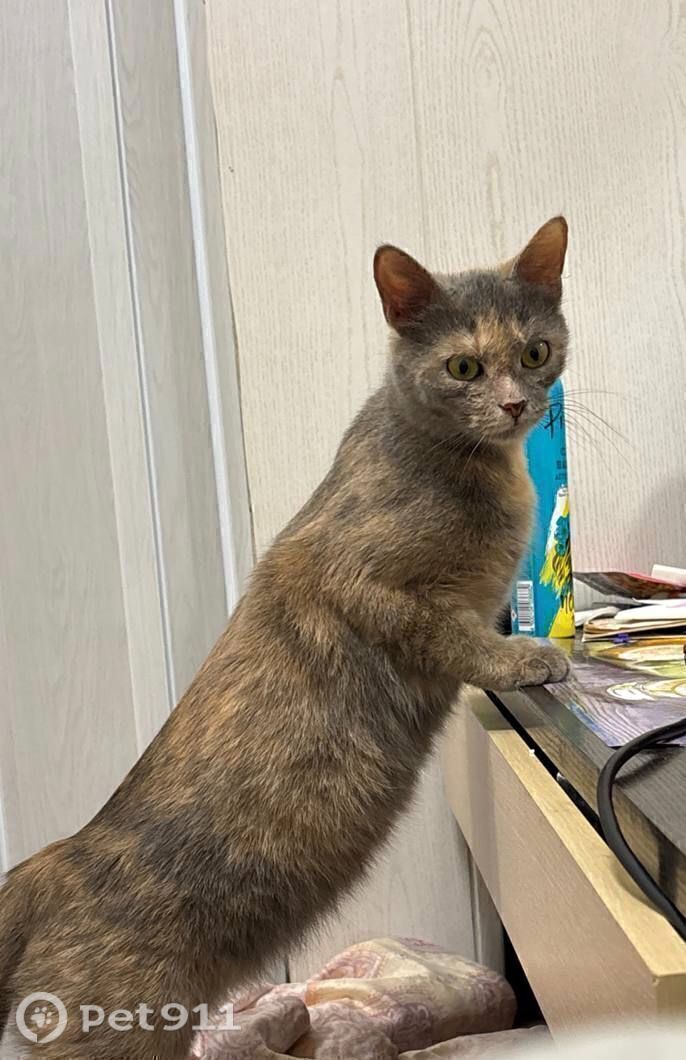 Пропала кошка в Москве — фото объявления