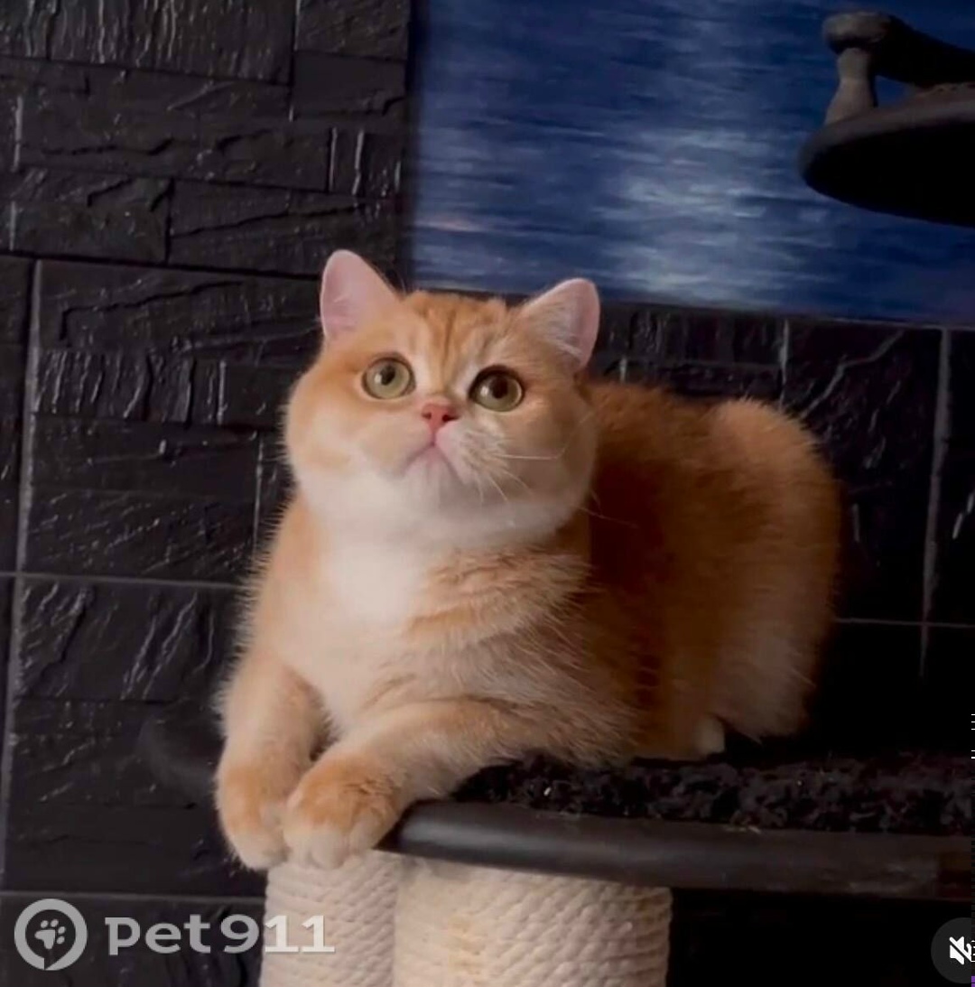 Пропала кошка в Москве — фото объявления