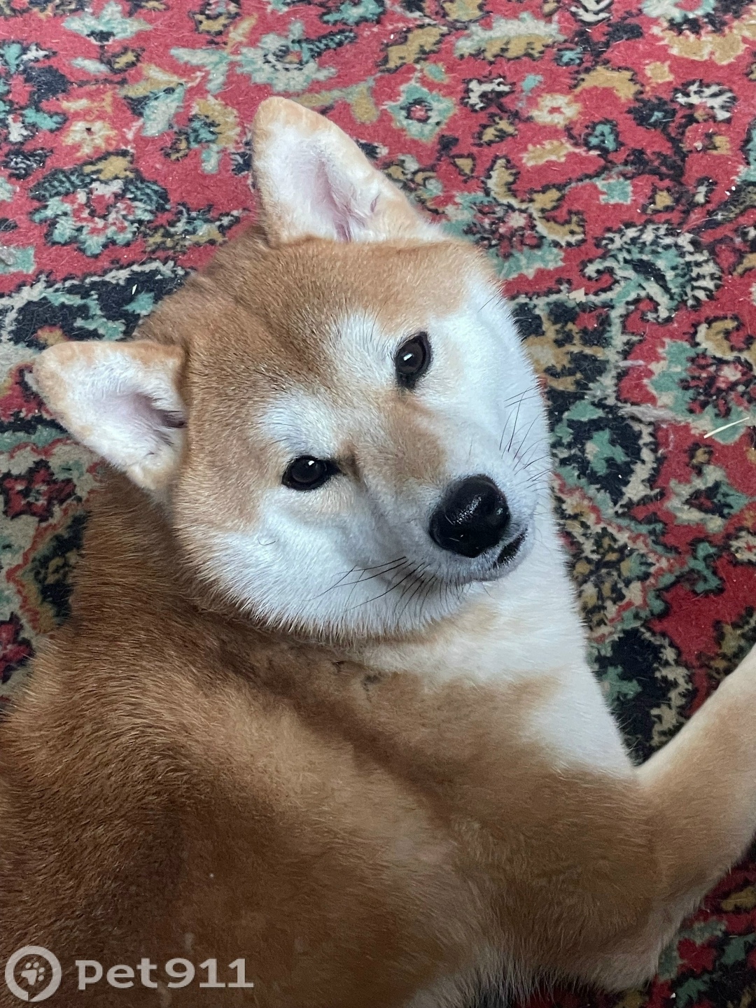 Пропала собака в Москве — фото объявления