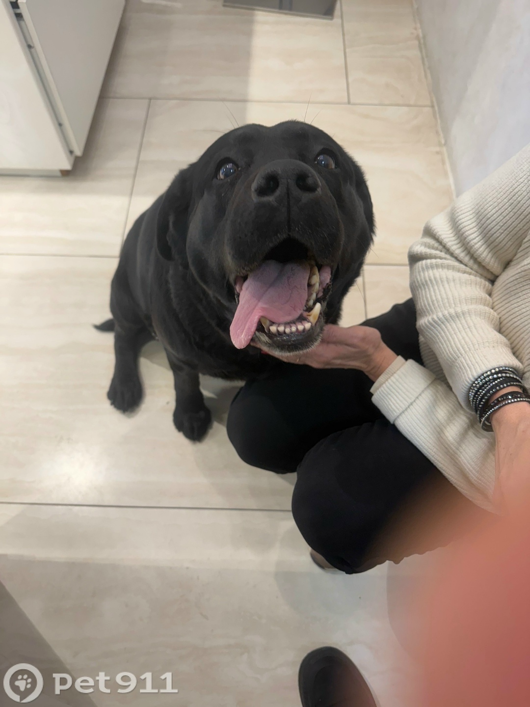 Найдена собака в Москве — фото объявления