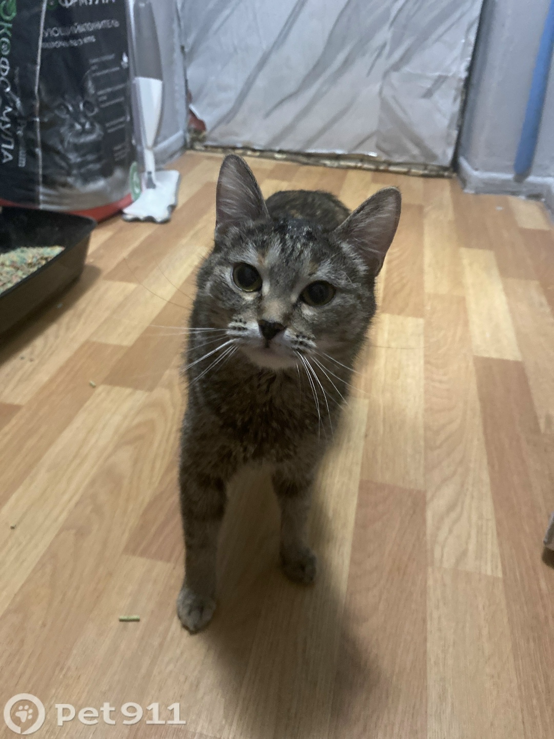 Найдена кошка в Москве — фото объявления