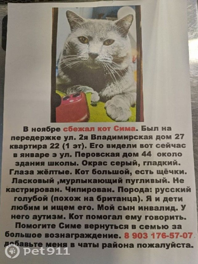Пропала кошка в Москве — фото объявления