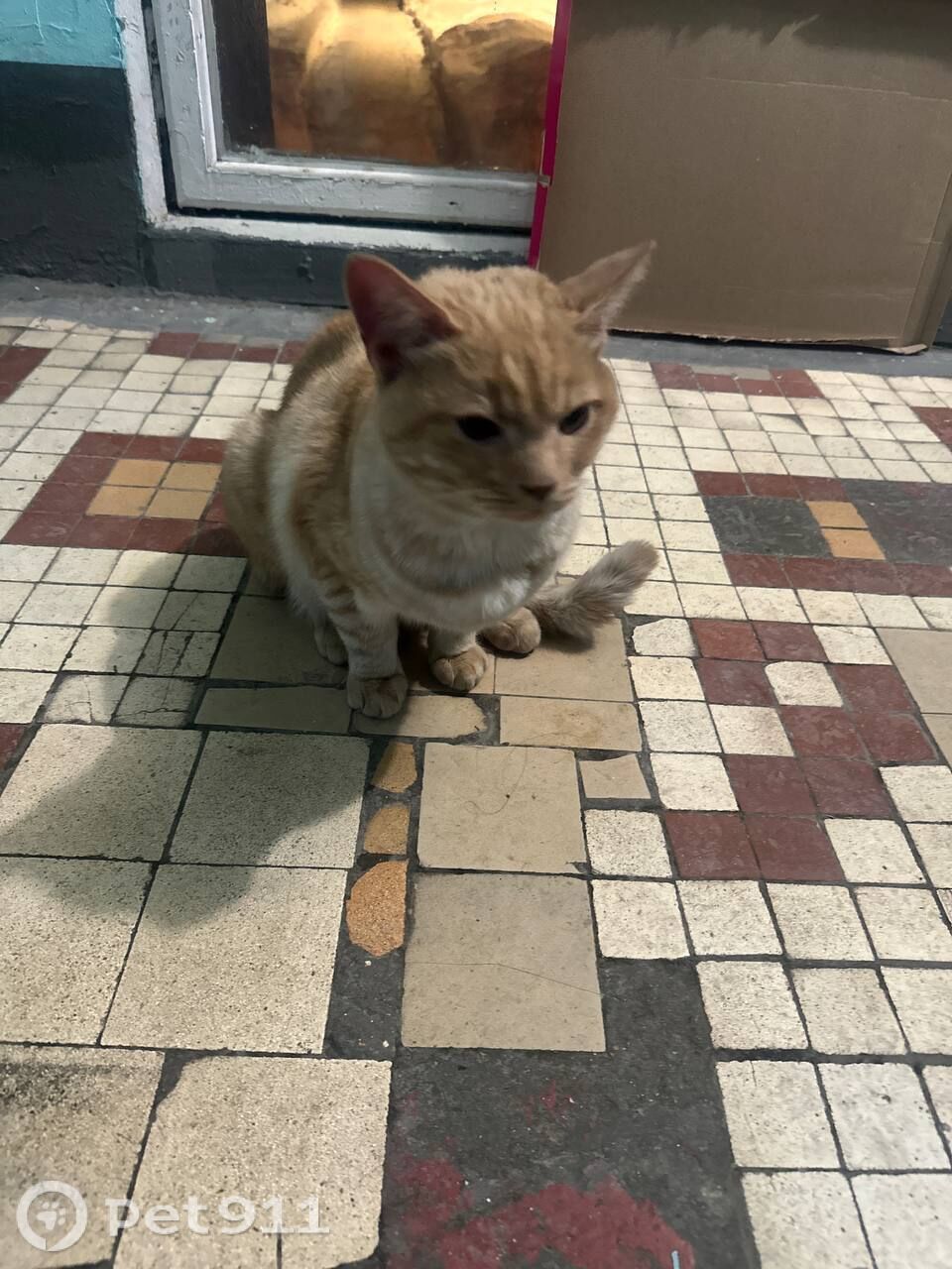 Найдена кошка в Москве — фото объявления