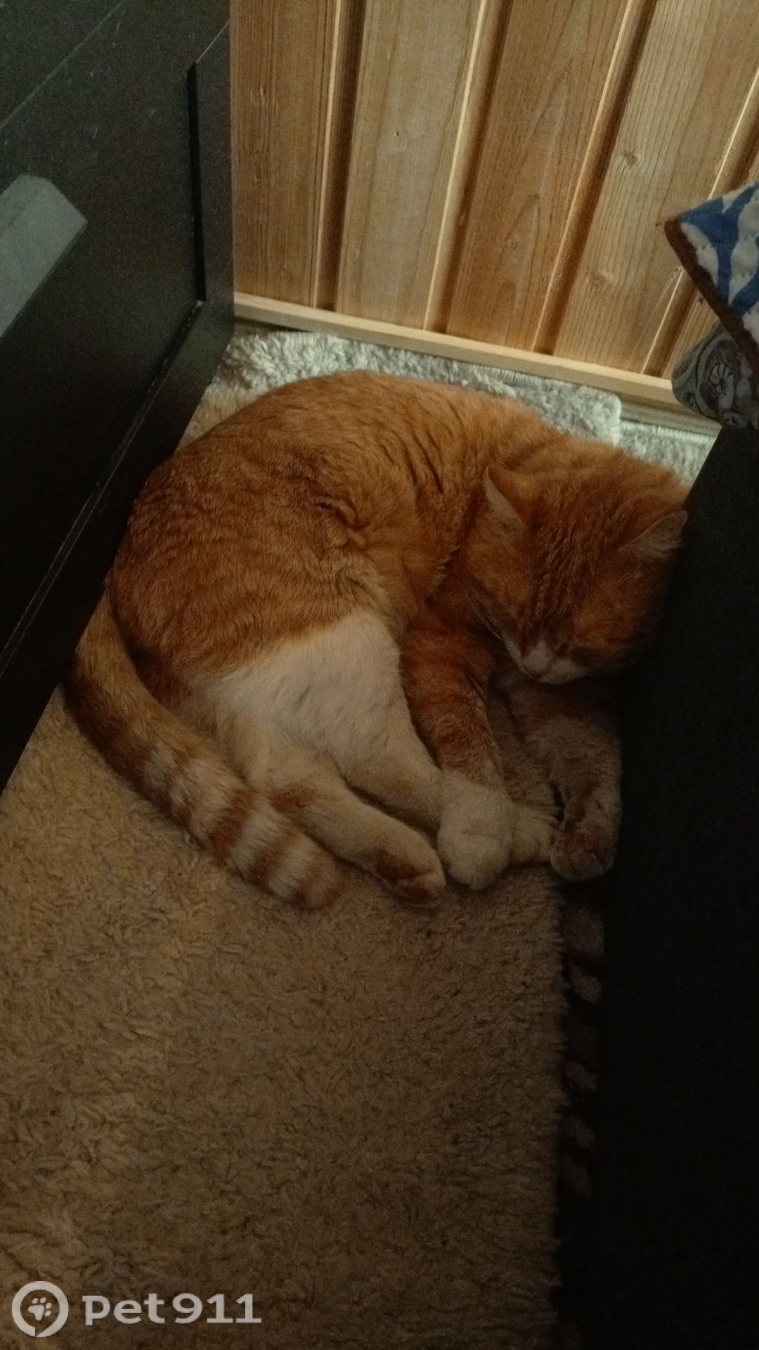 Пропала кошка в Москве — фото объявления