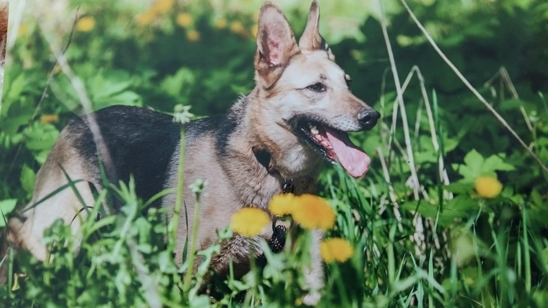 Пропала собака в Москве — фото объявления