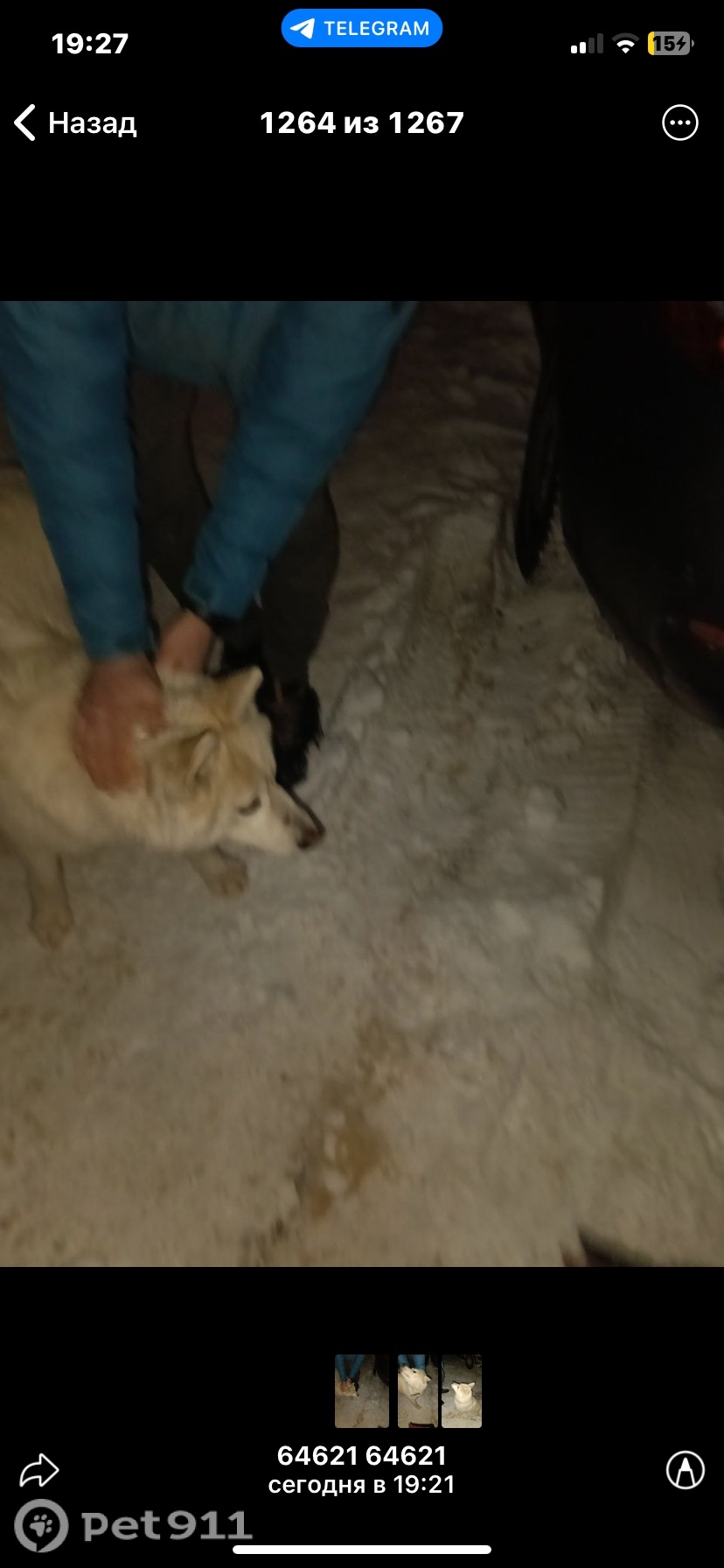 Найдена собака в Москве — фото объявления