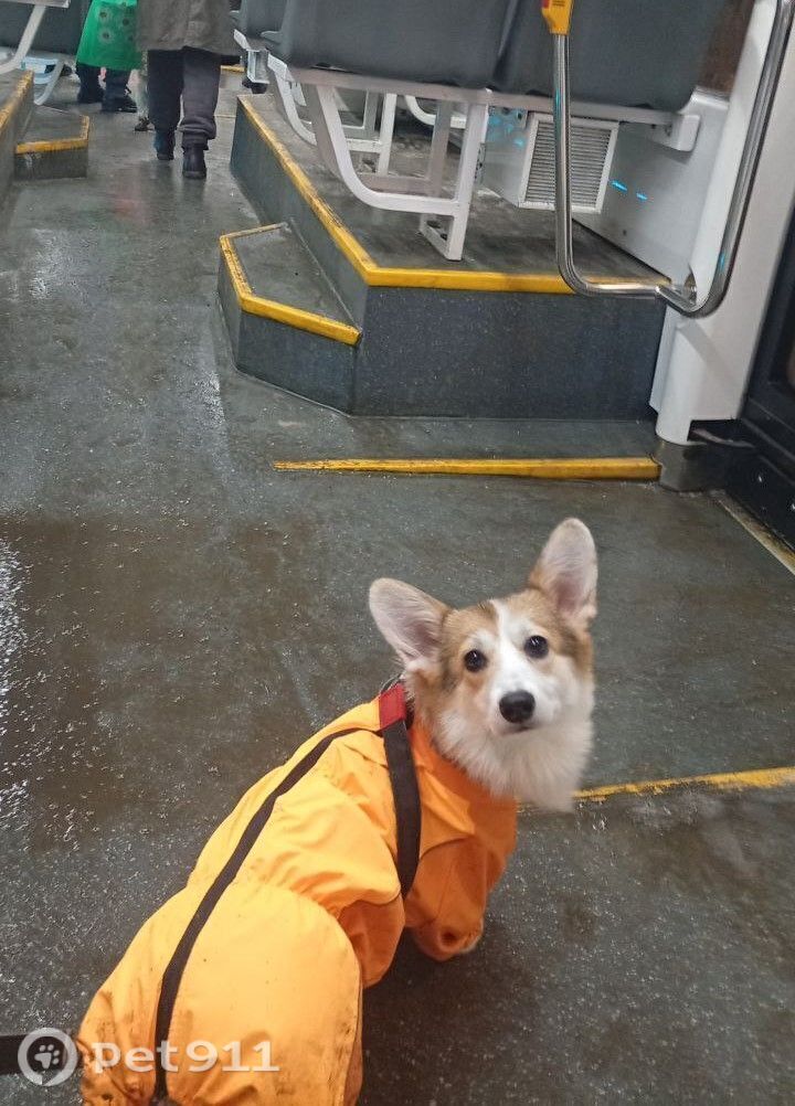 Пропала собака в Москве — фото объявления