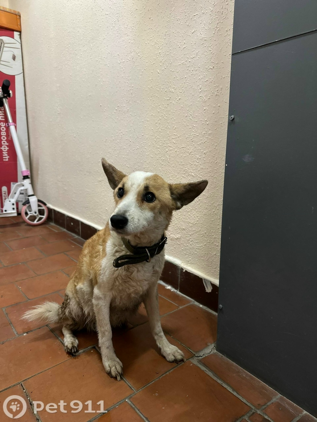 Найдена собака в Москве — фото объявления