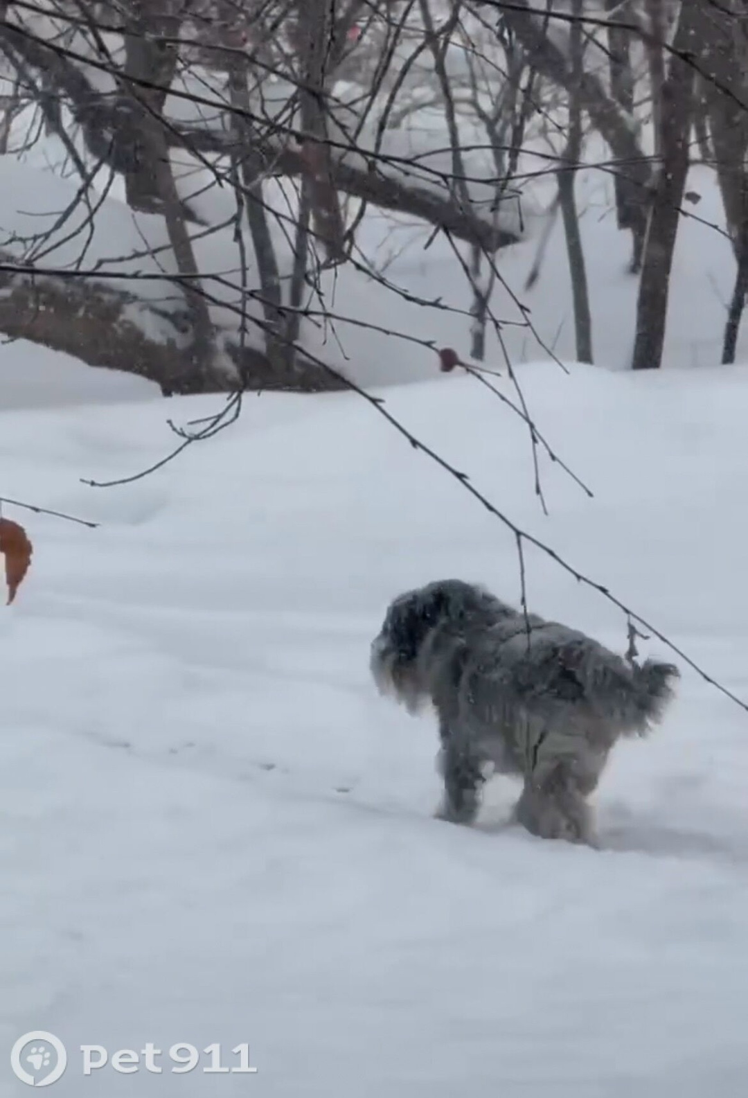 Найдена собака в Москве — фото объявления