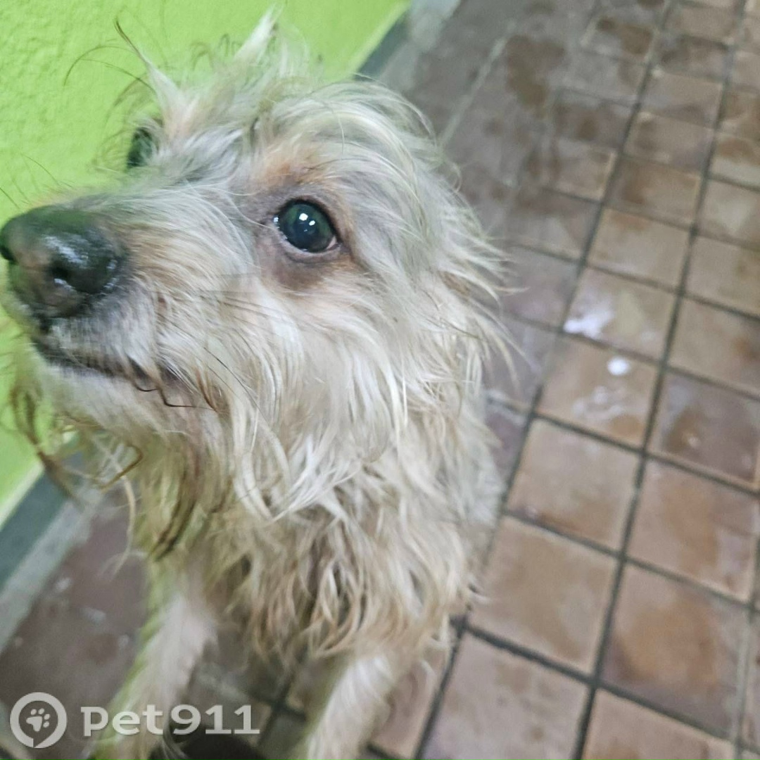 Найдена собака в Москве — фото объявления