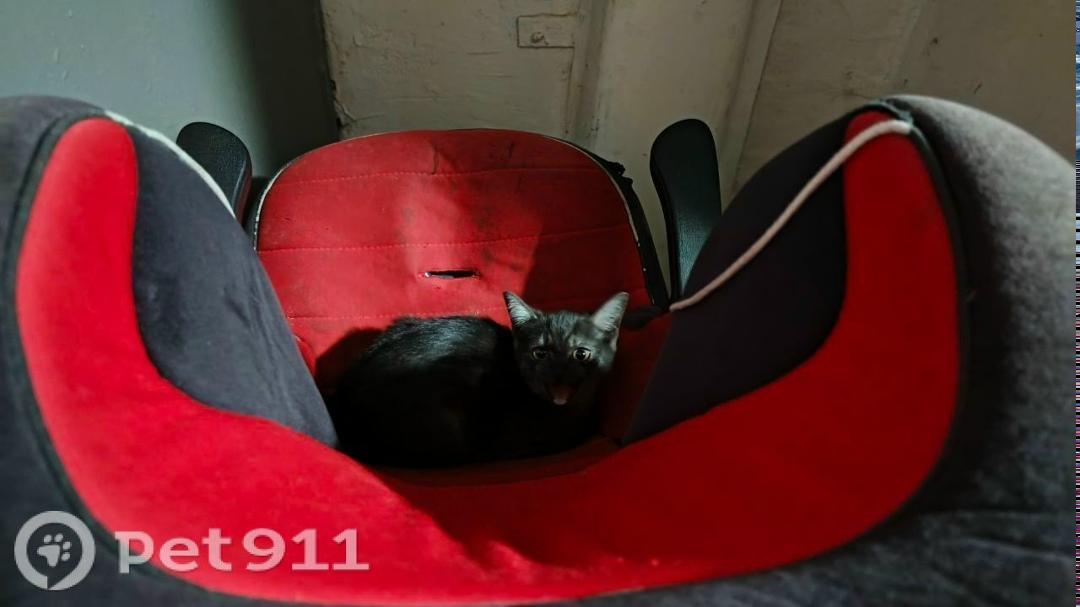 Найдена кошка в Москве — фото объявления