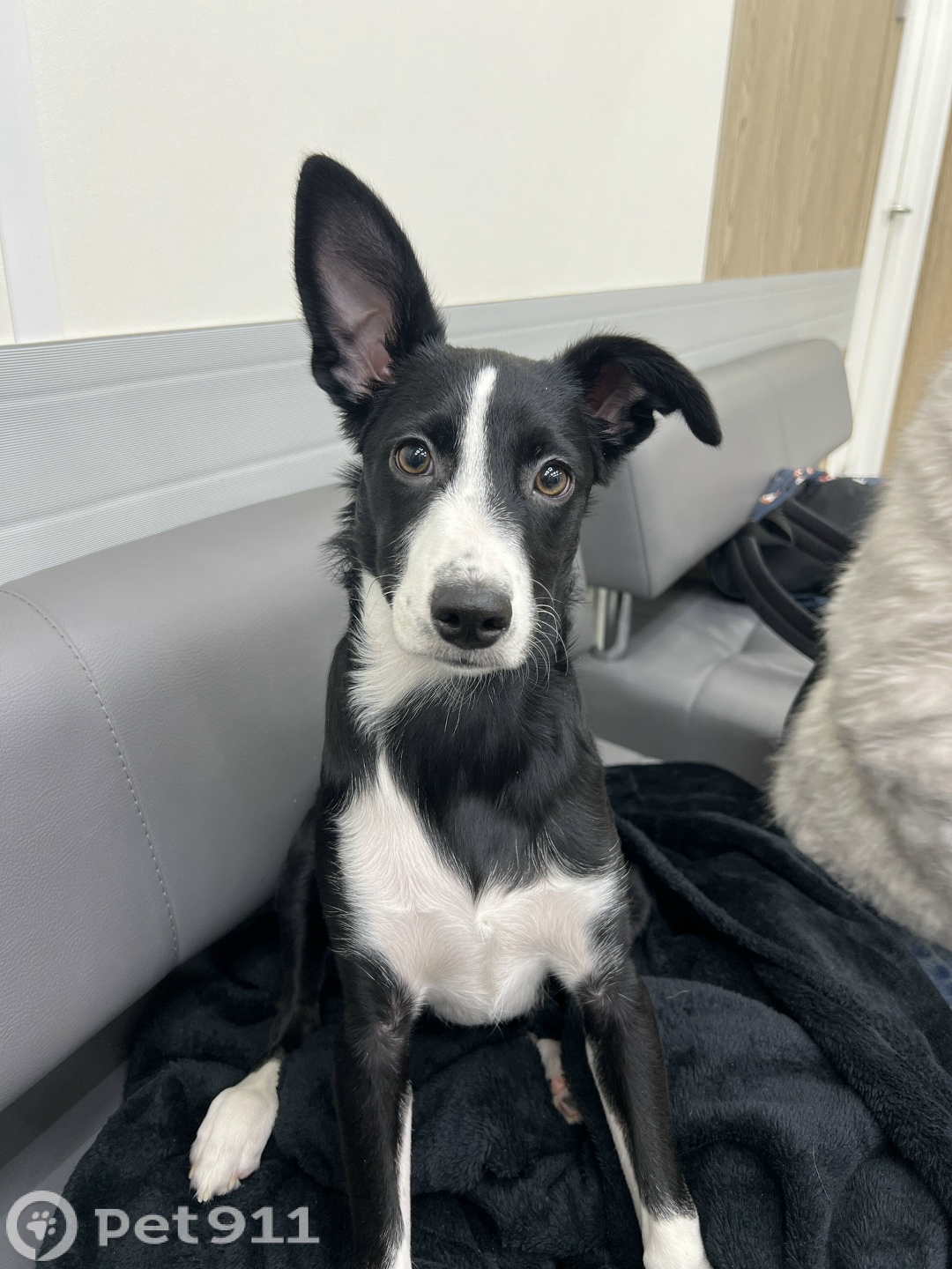 Найдена собака в Москве — фото объявления