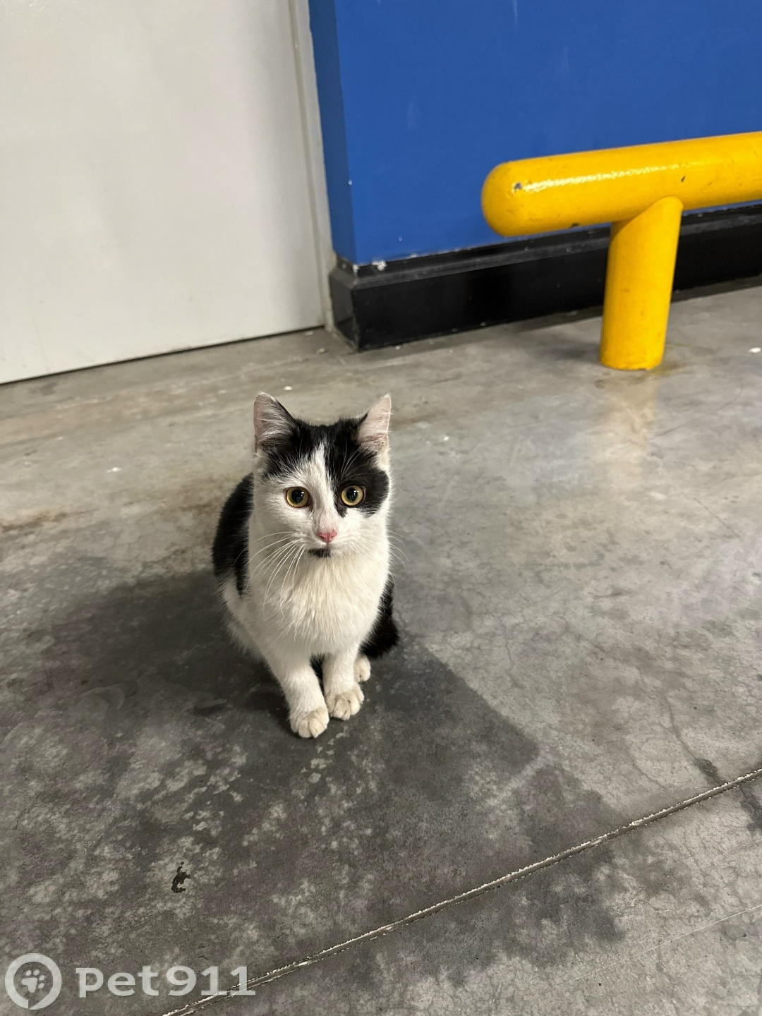 Найдена собака в Москве — фото объявления