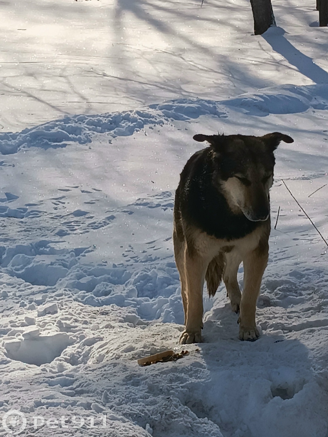 Найдена собака в Москве — фото объявления