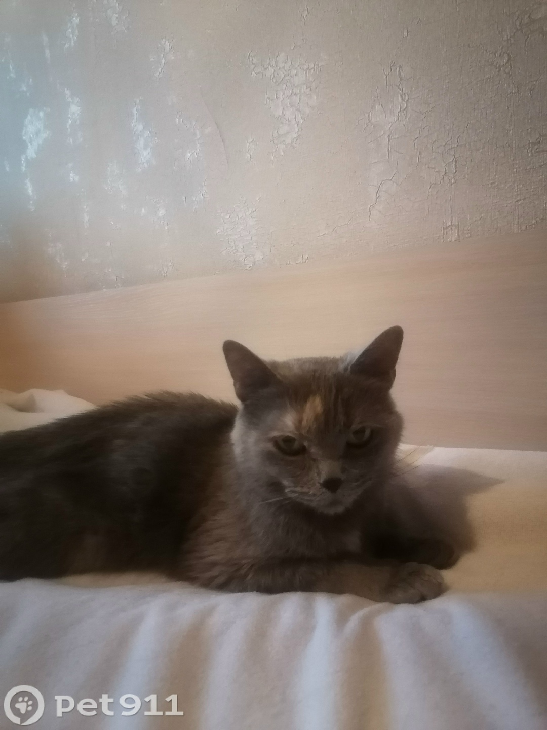 Найдена собака в Москве — фото объявления