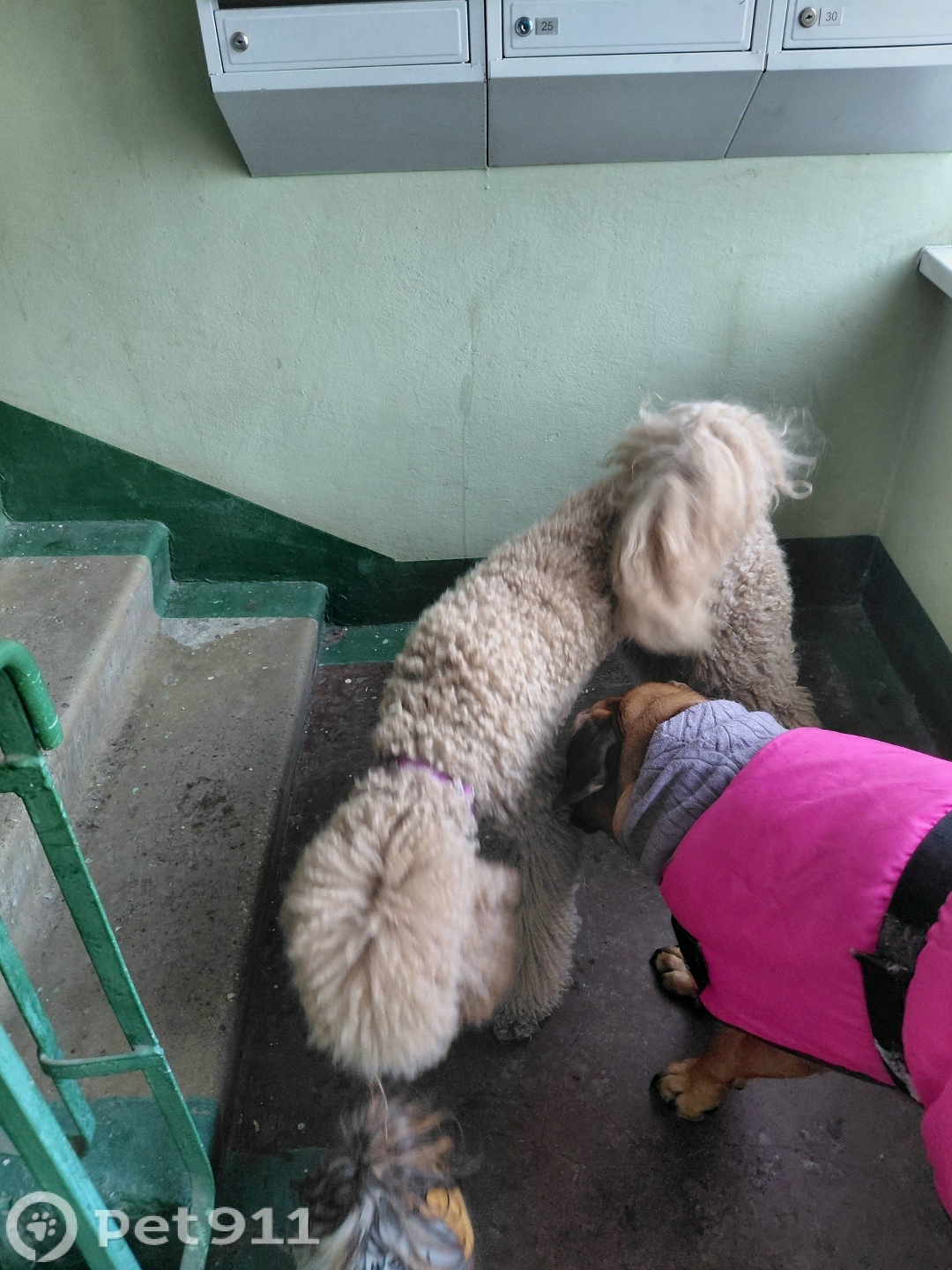 Пропала собака в Москве — фото объявления