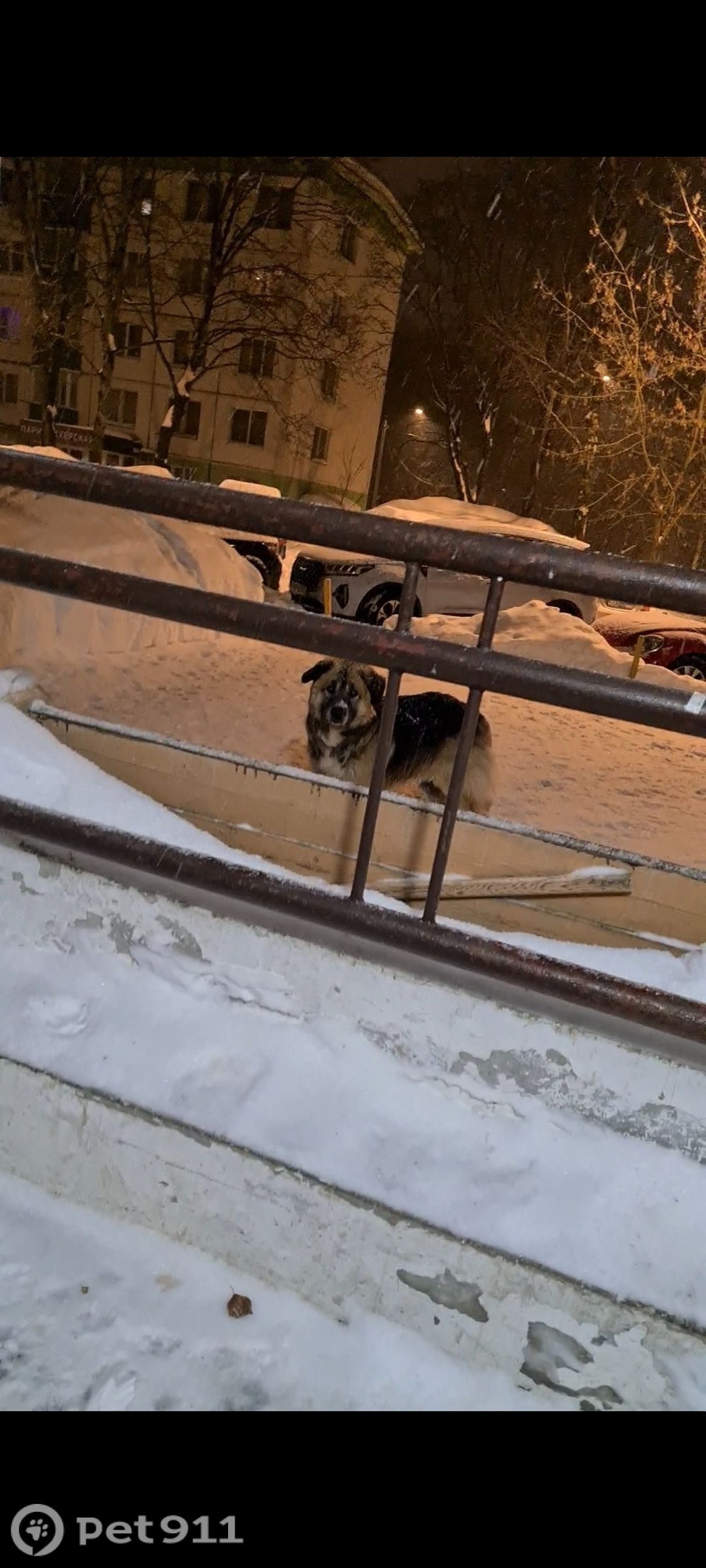 Найдена собака в Москве — фото объявления