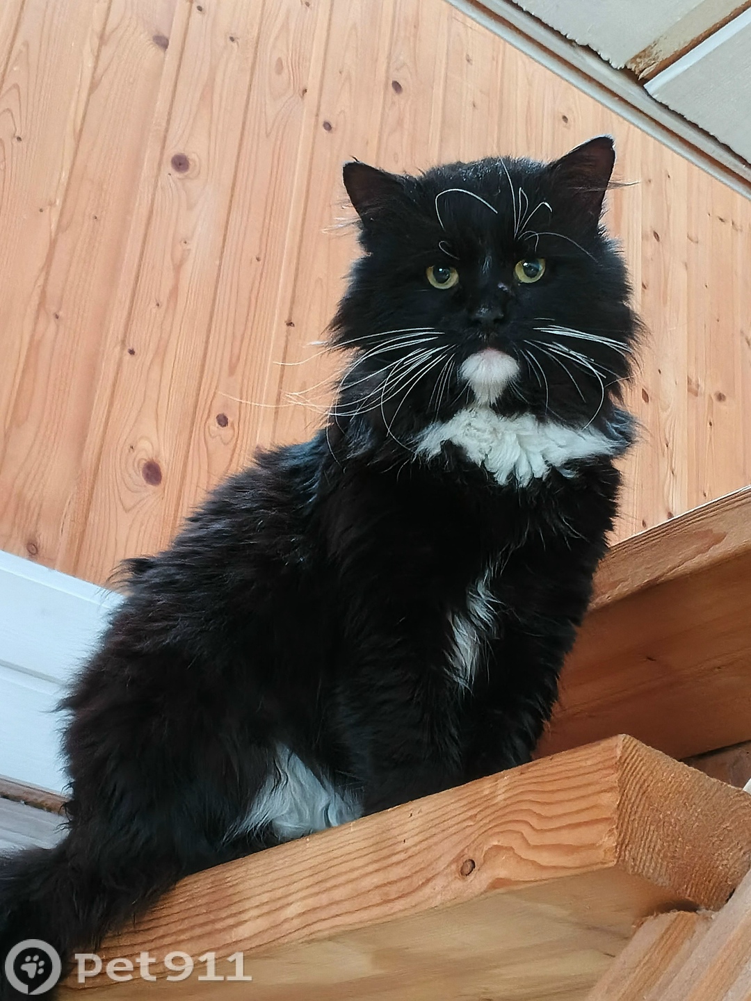 Найдена кошка в Москве — фото объявления