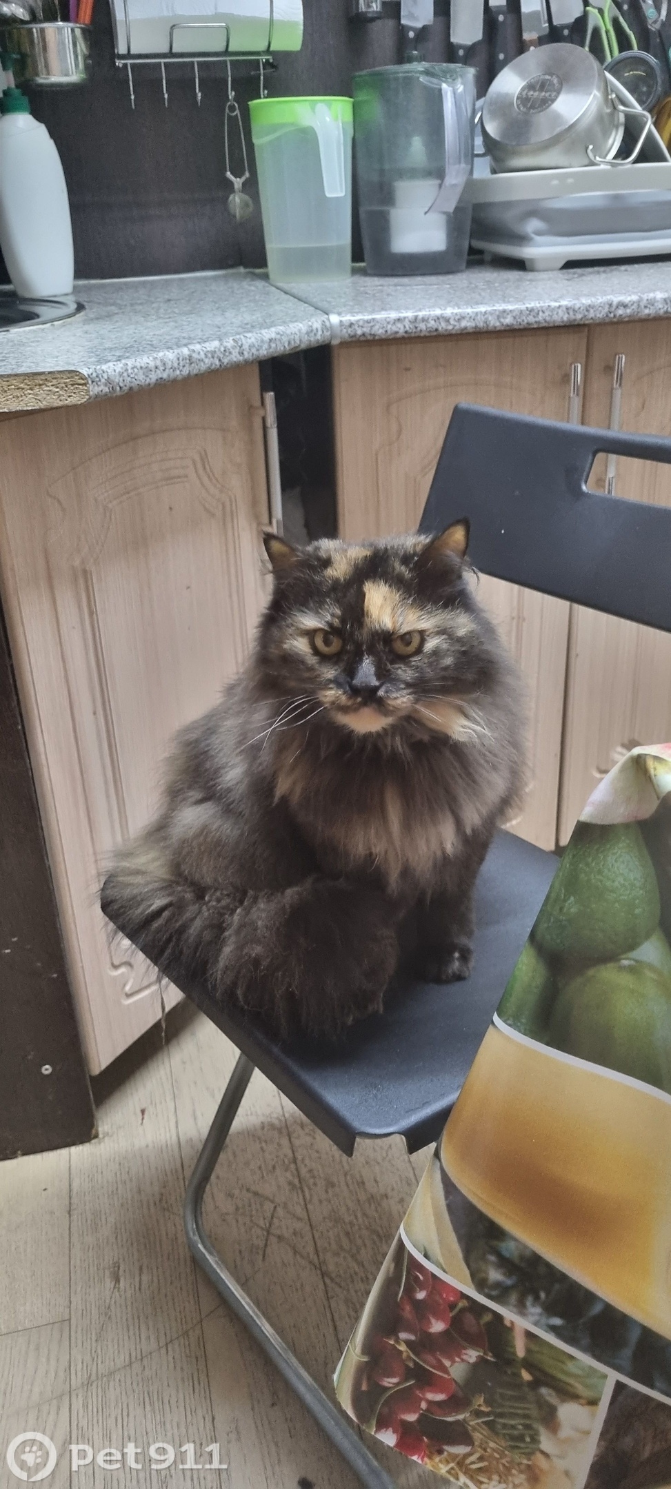 Пропала кошка в Москве — фото объявления