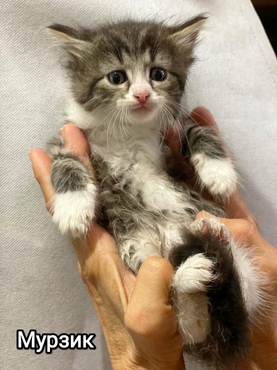 Найдена собака в Москве — фото объявления