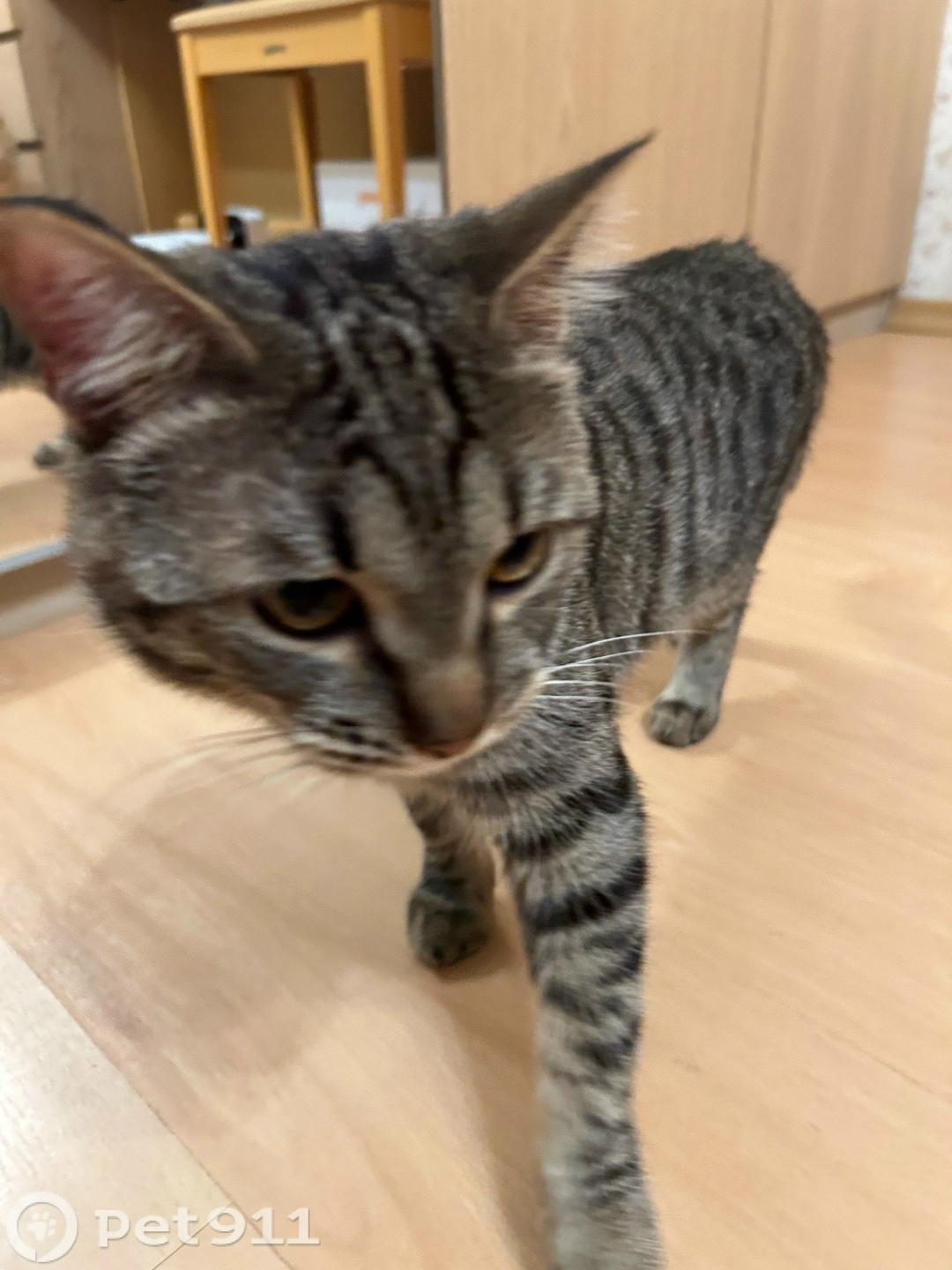 Найдена кошка в Москве — фото объявления