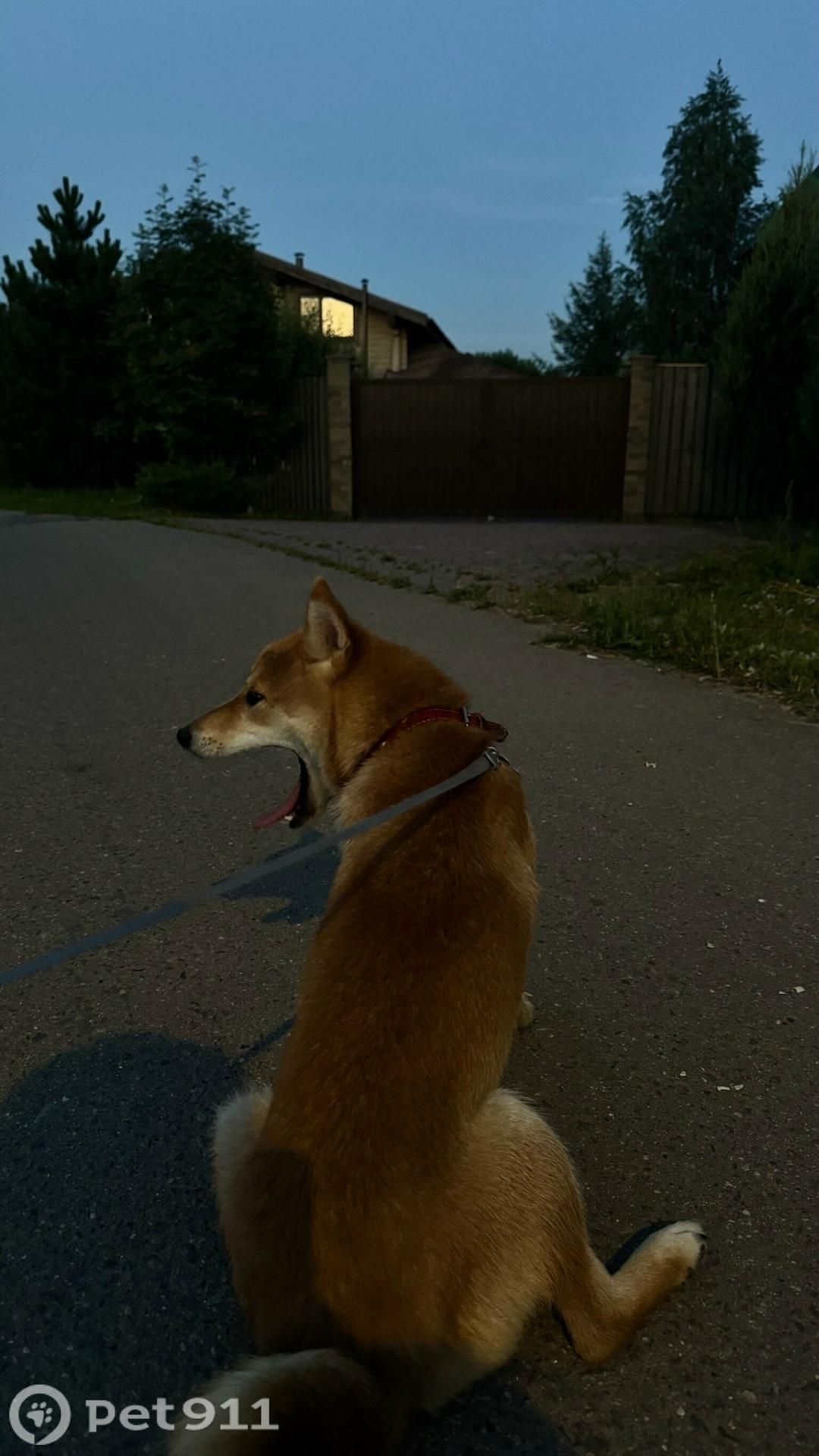 Пропала собака в Москве — фото объявления