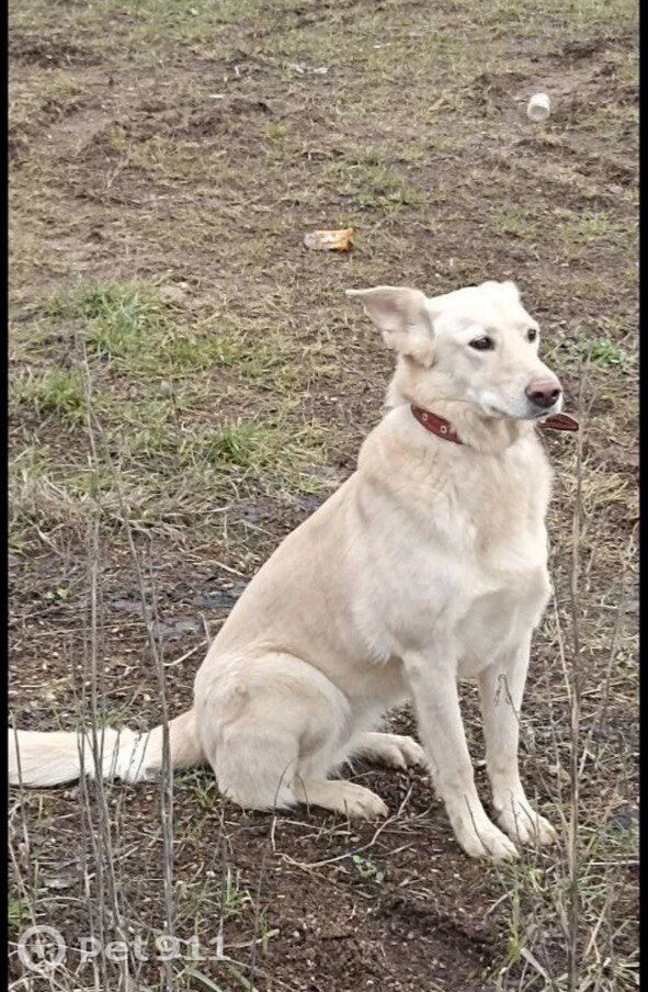 Пропала собака в Москве — фото объявления