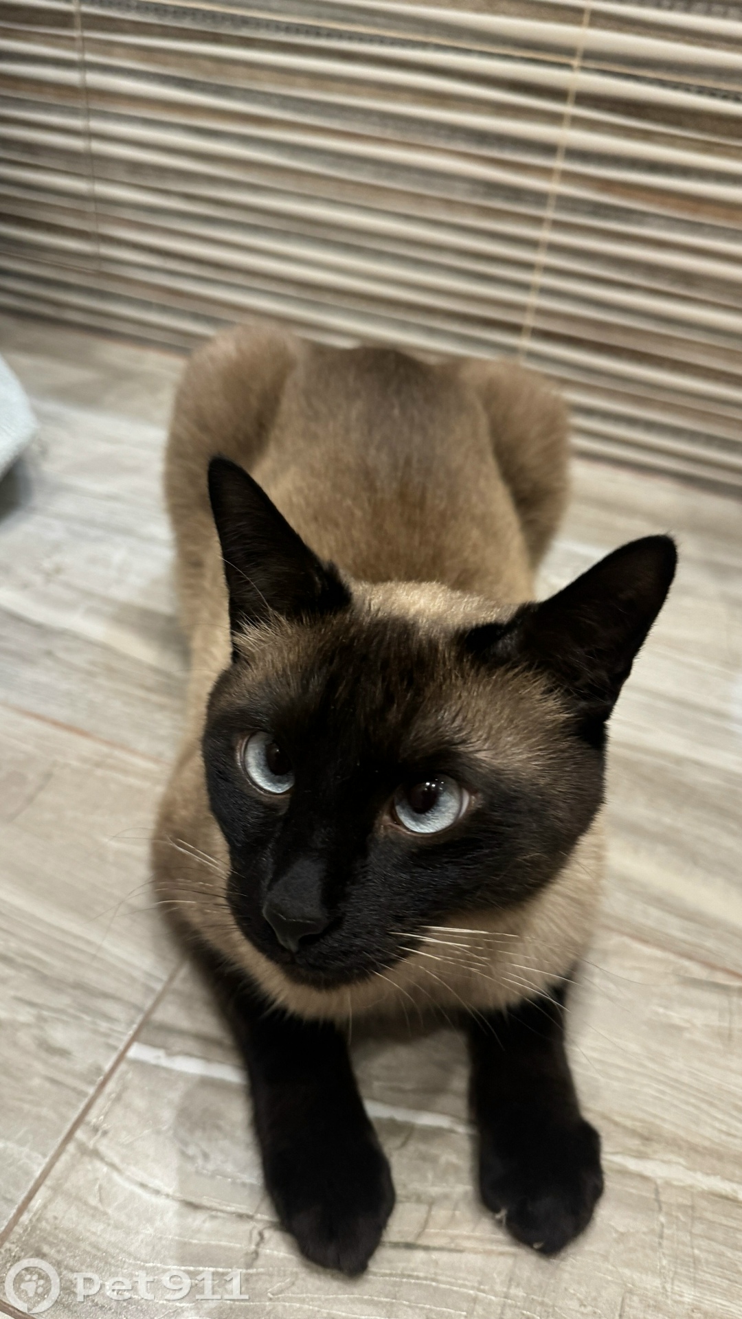 Пропала кошка в Москве — фото объявления