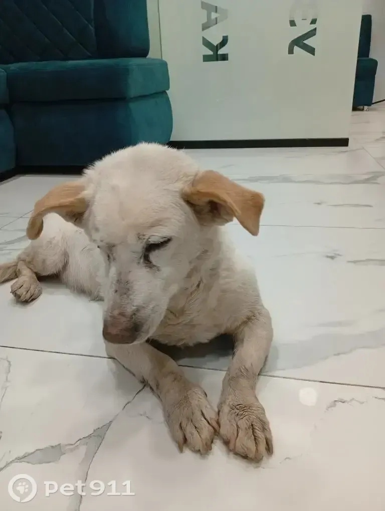 Найдена собака в Москве — фото объявления