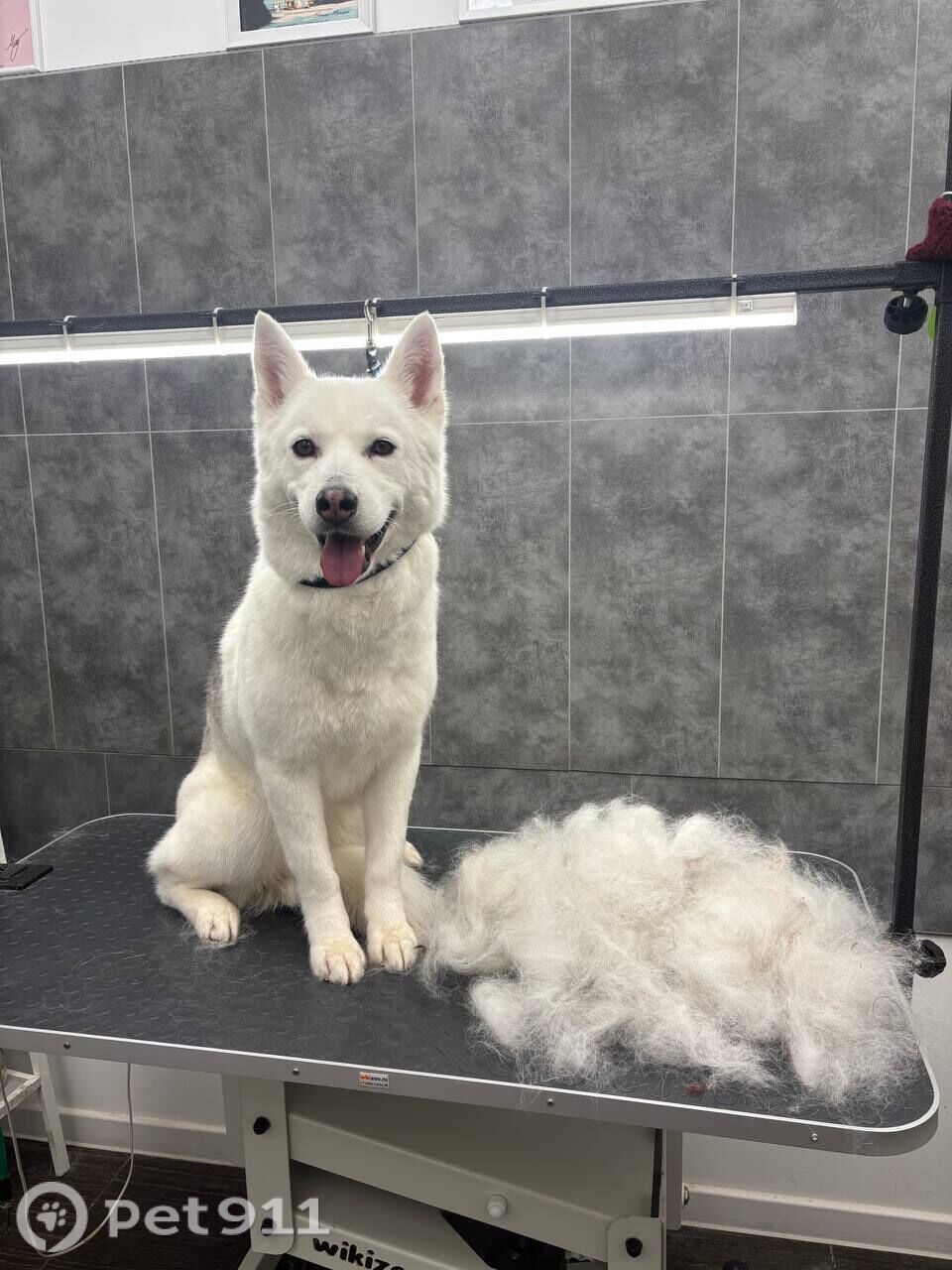 Пропала собака в Москве — фото объявления