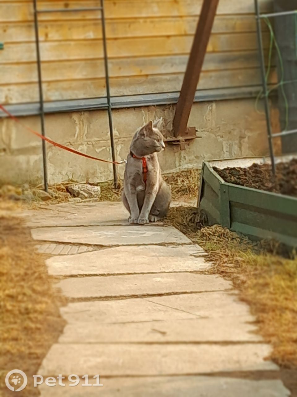 Пропала кошка в Москве — фото объявления