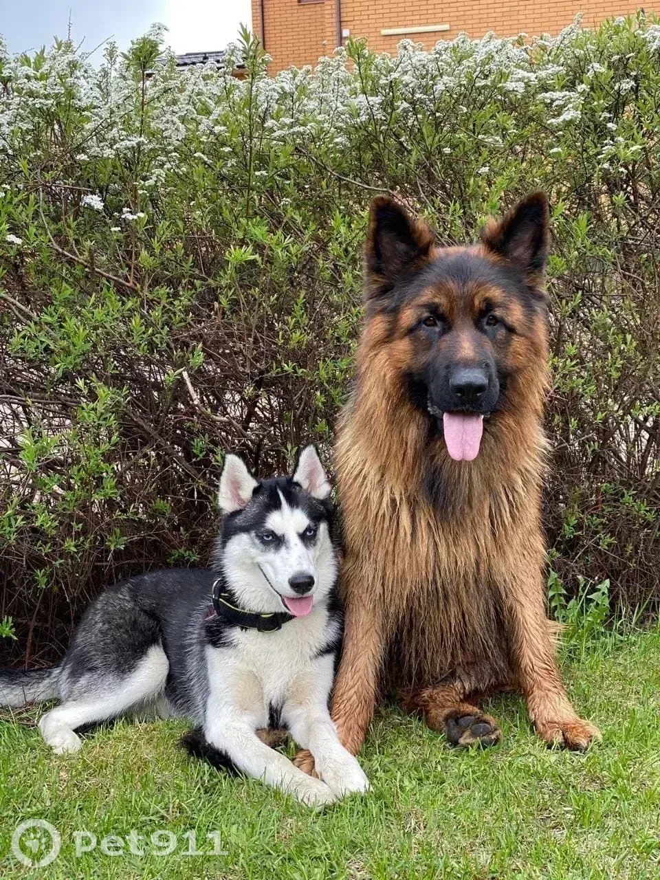 Пропала собака в Москве — фото объявления