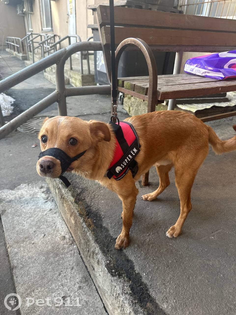 Найдена собака в Москве — фото объявления