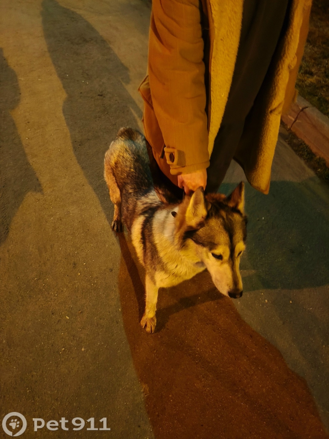 Найдена собака в Москве — фото объявления