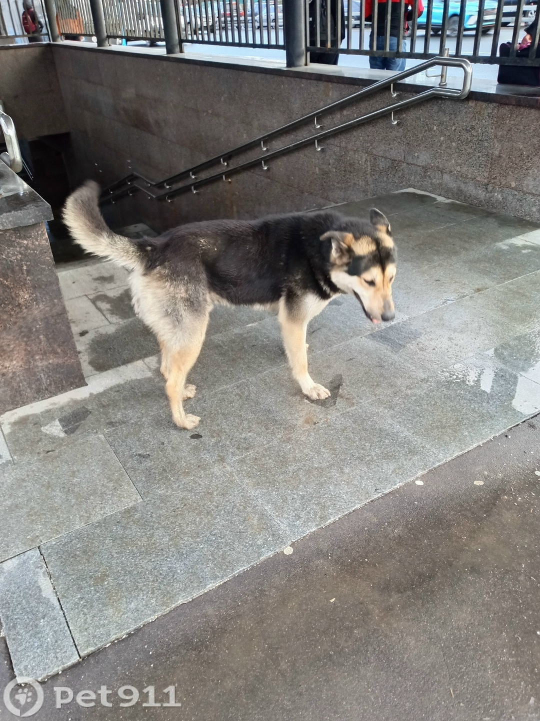 Найдена собака в Москве — фото объявления